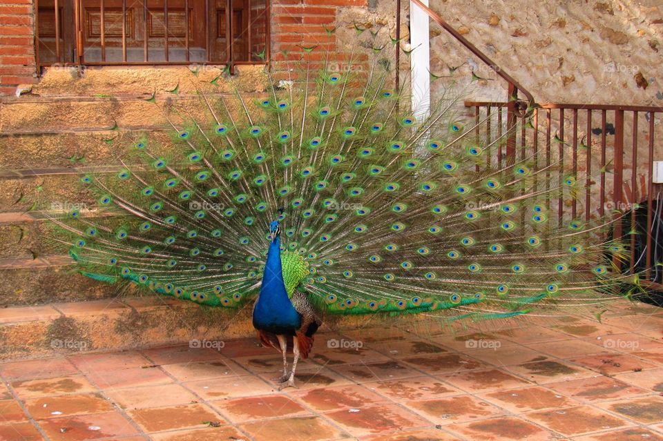 peacock