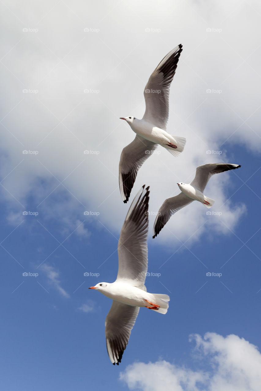 Three seagulls soaring in the blue sky
