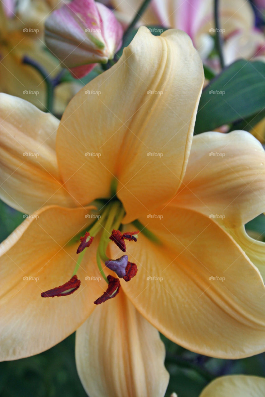 Lilly Flower