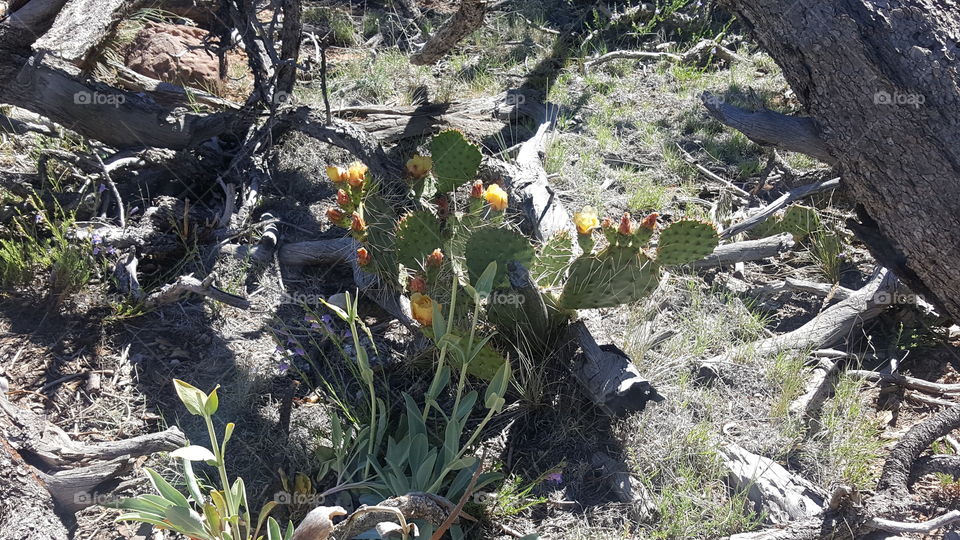 Canyon Cactus