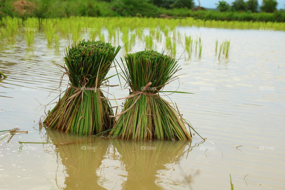 rice field