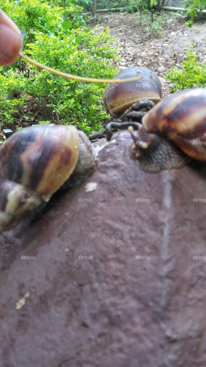 🐌 snails enjoying rainy season