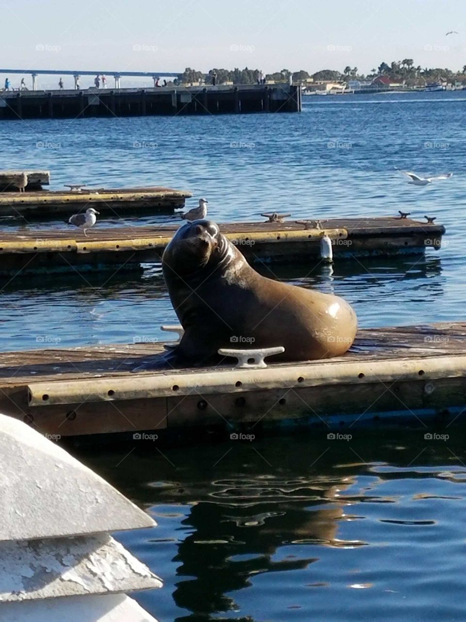 the love of sea lions