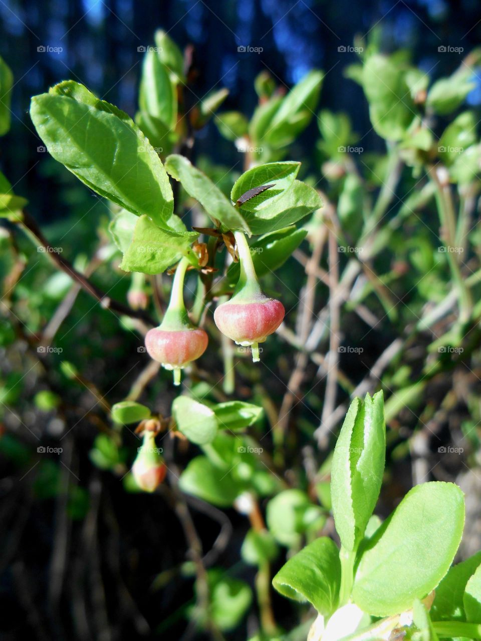 Leaf, Nature, Flora, Food, Fruit