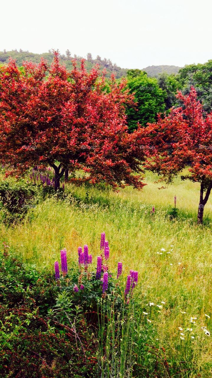 Beautiful fall colors 