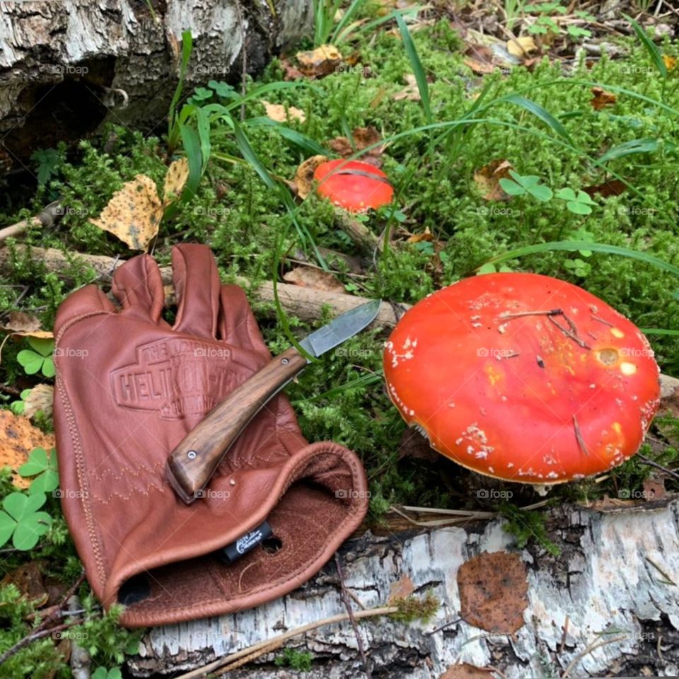 Red color.  Red mushrooms.  Brown leather gloves and a knife.  Green grass