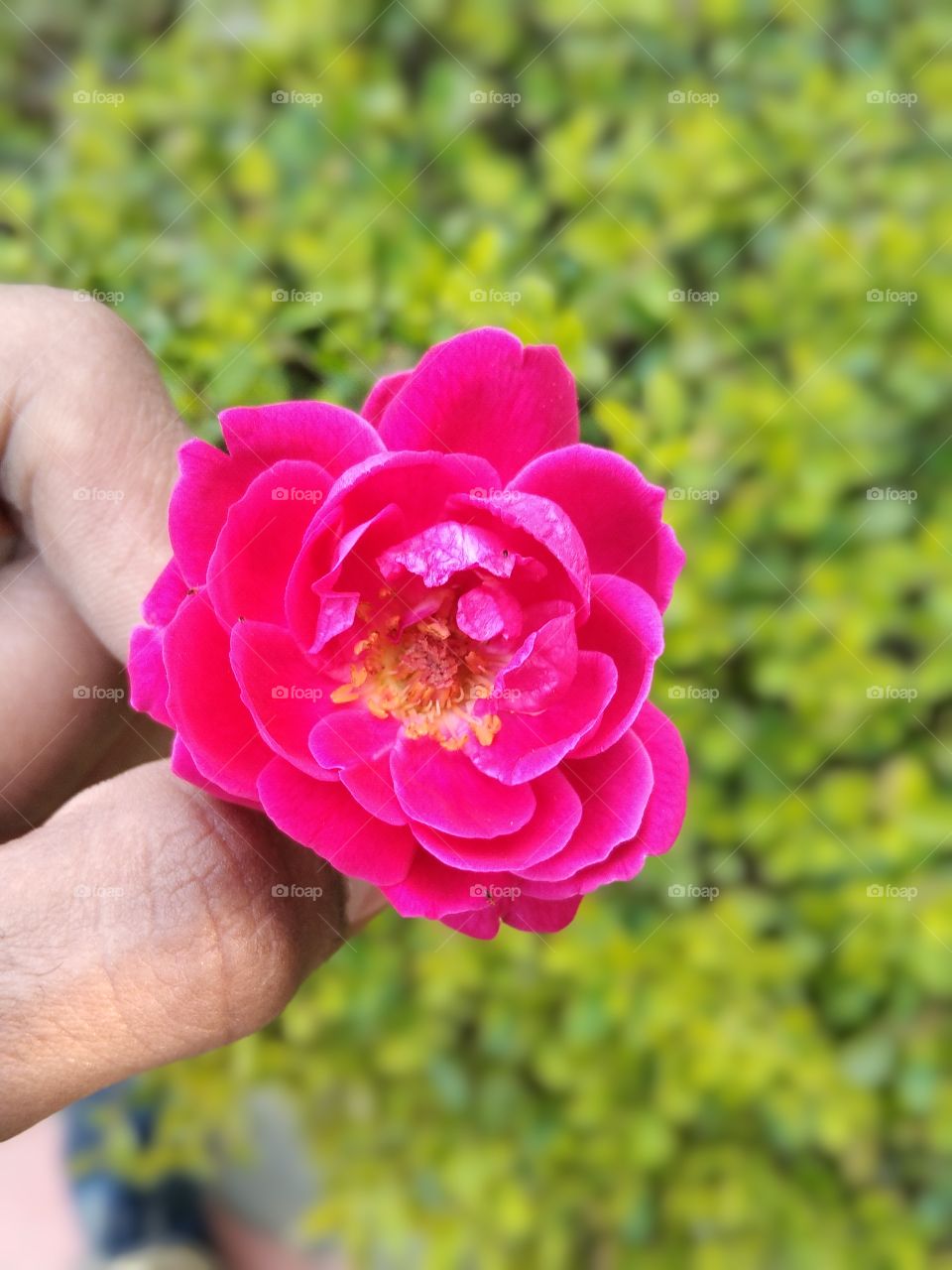 Rose🌹 👉It's Click by Mr Satya Anand👈