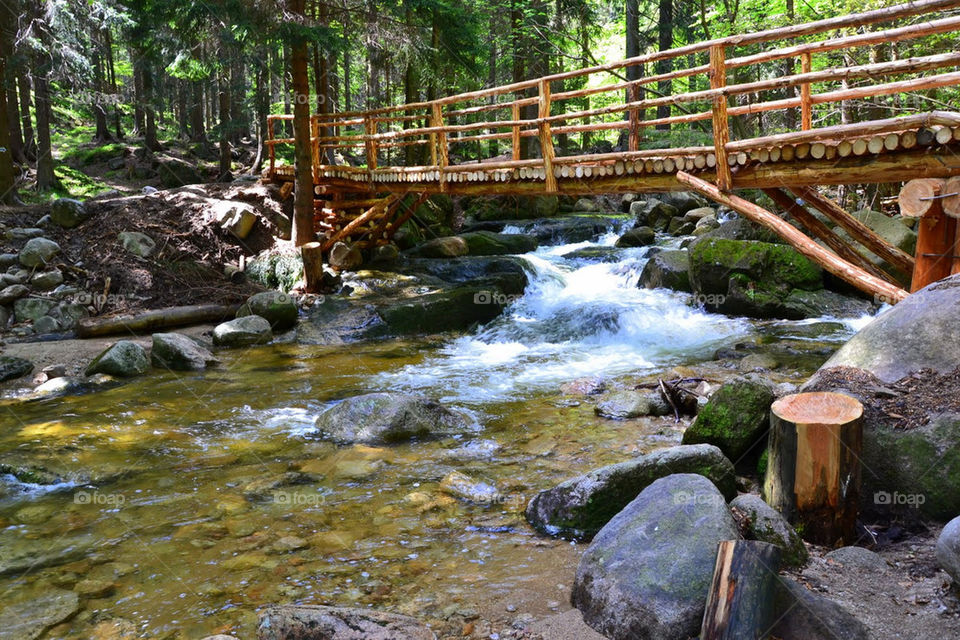 nature wood trees water by bubu