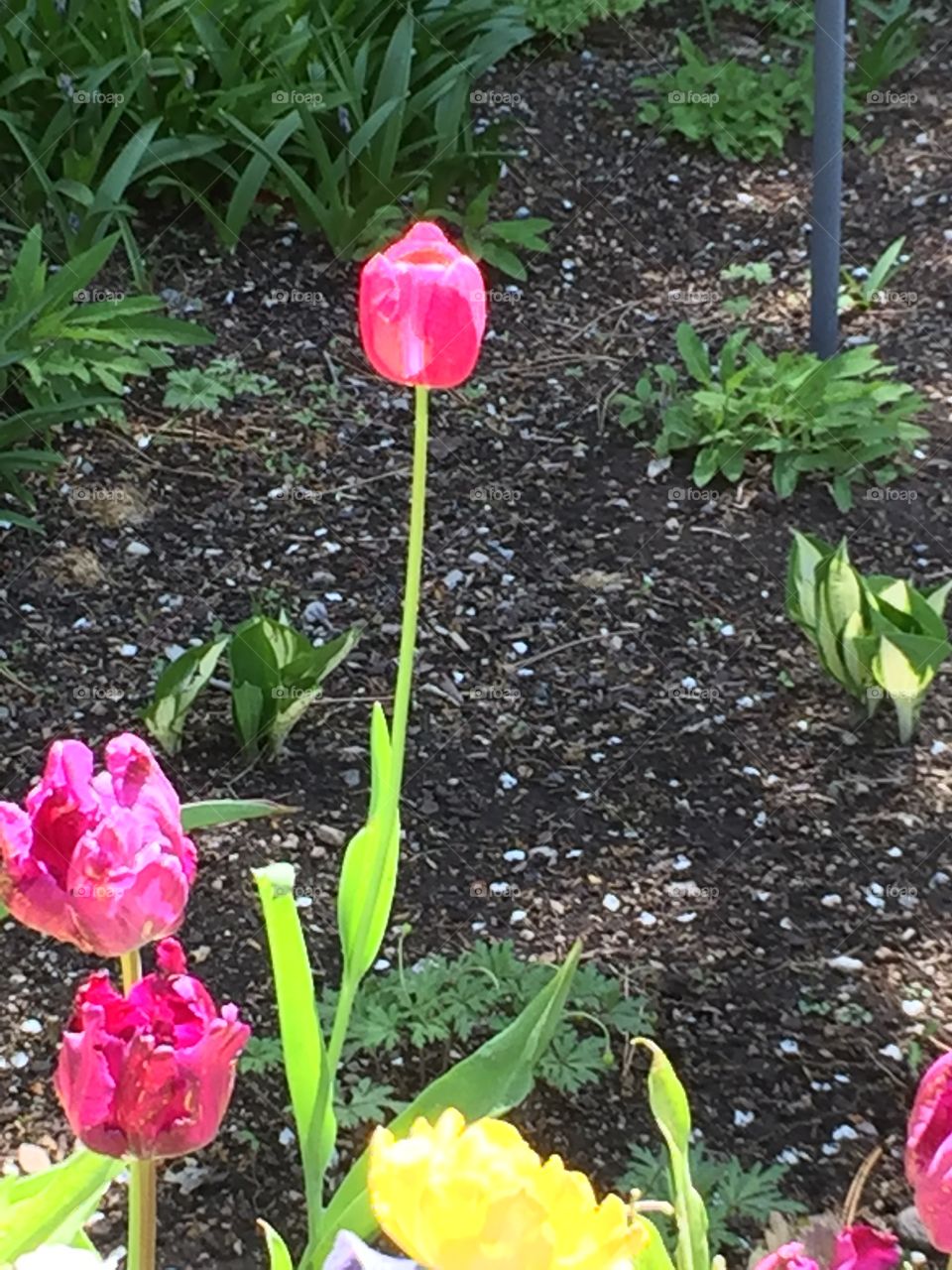 Pink Tulips. Copyright © CM Photography. May 2019. 