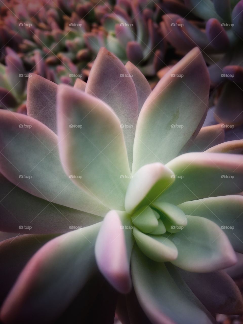 Succulent Bloom