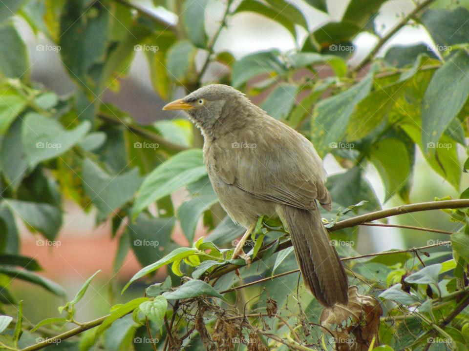 The yellow-billed babbler seeking foods for Quench his hunger