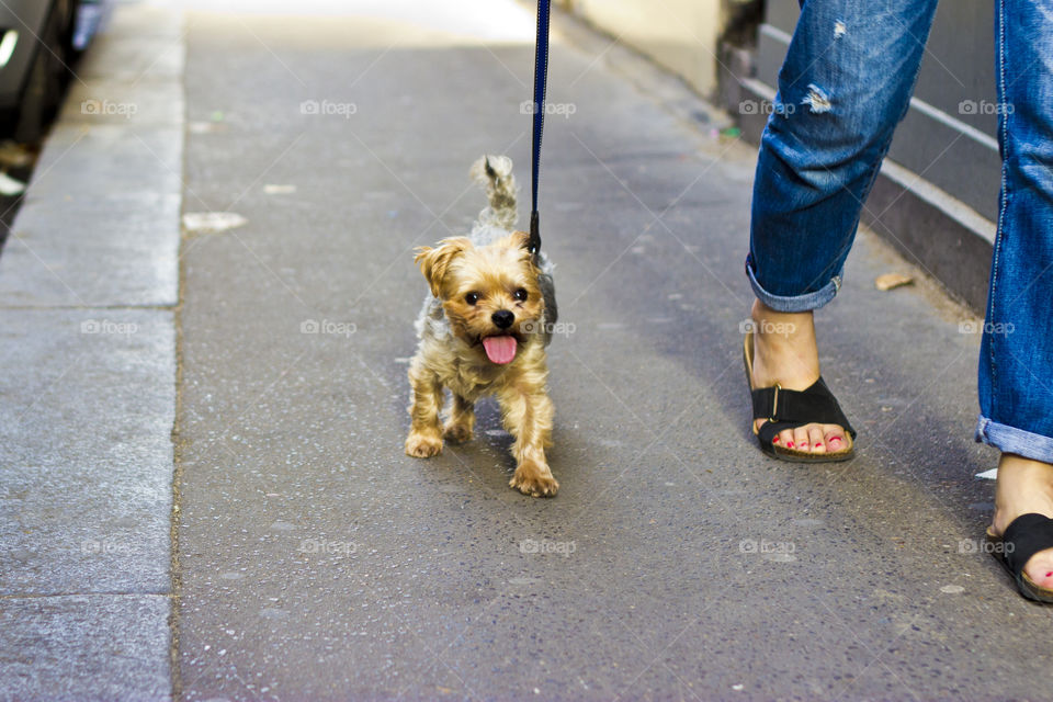 Small and cute pet