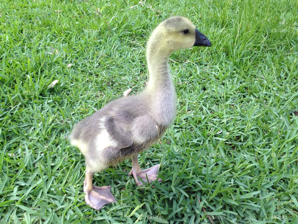 Baby goose 