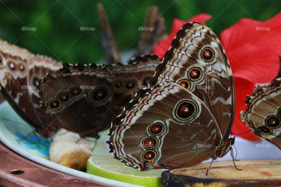 Closeup of brown butterflies eating from outdoor dish of fruit 