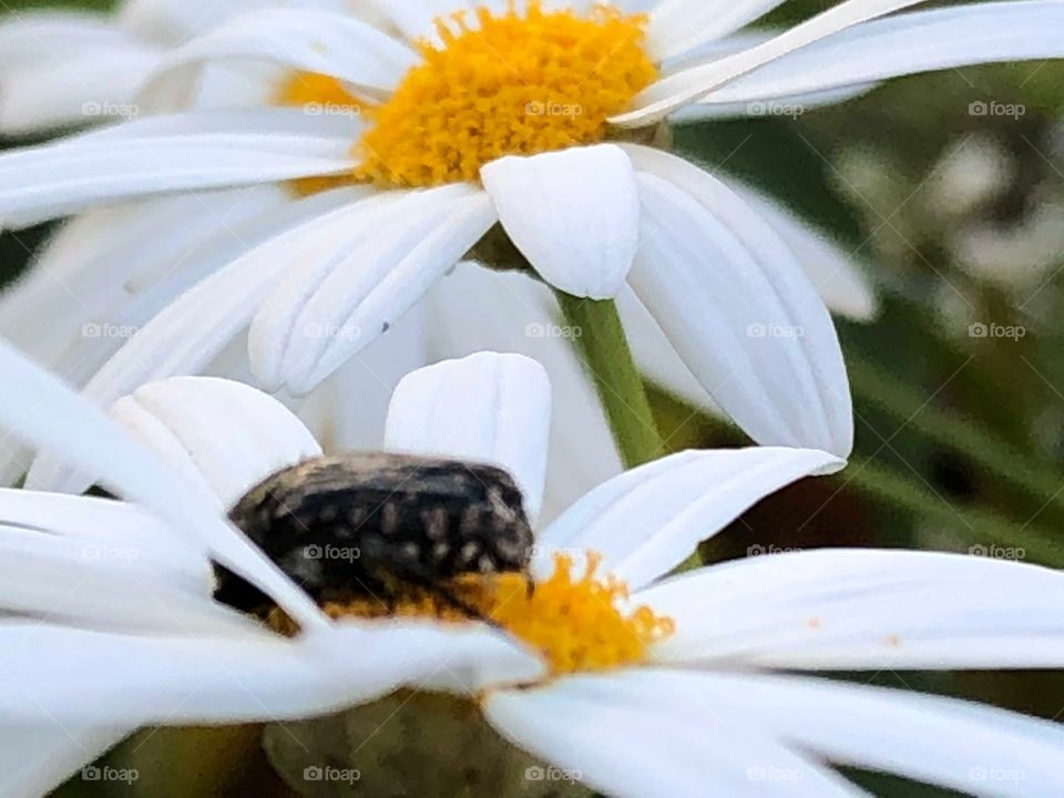 Marguerite 