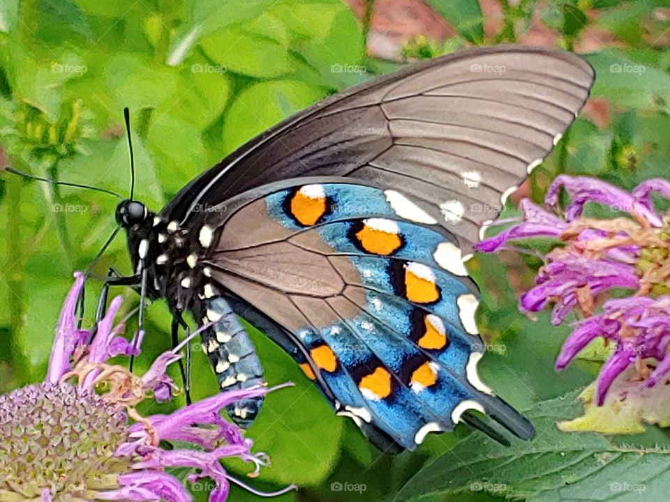 Swallowtail