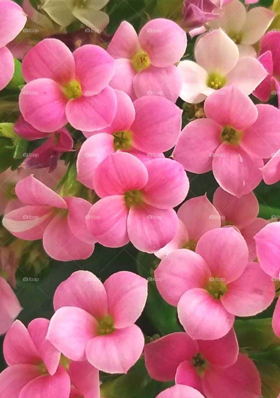 Close up of pink blossoms about 4 to 5 centimeters in diameter