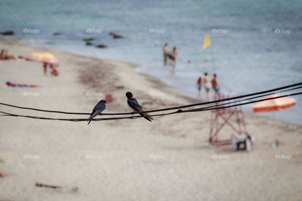 Birds on the wire 