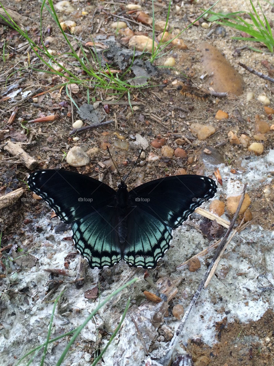 Butterfly - Plainsboro Preserve 