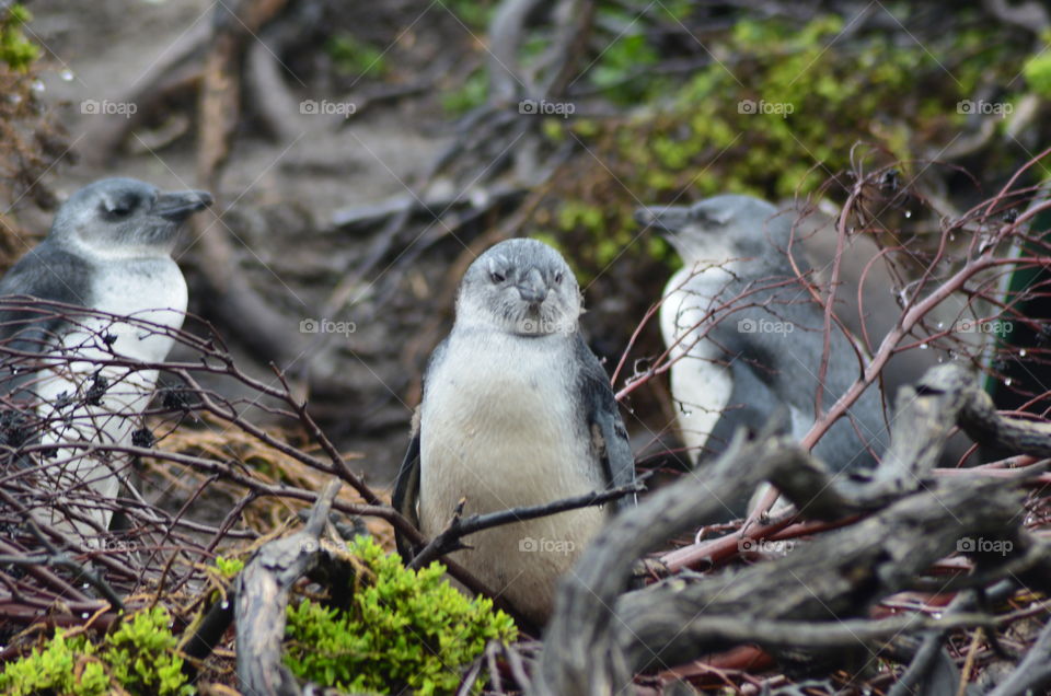 African penguins in South Africa