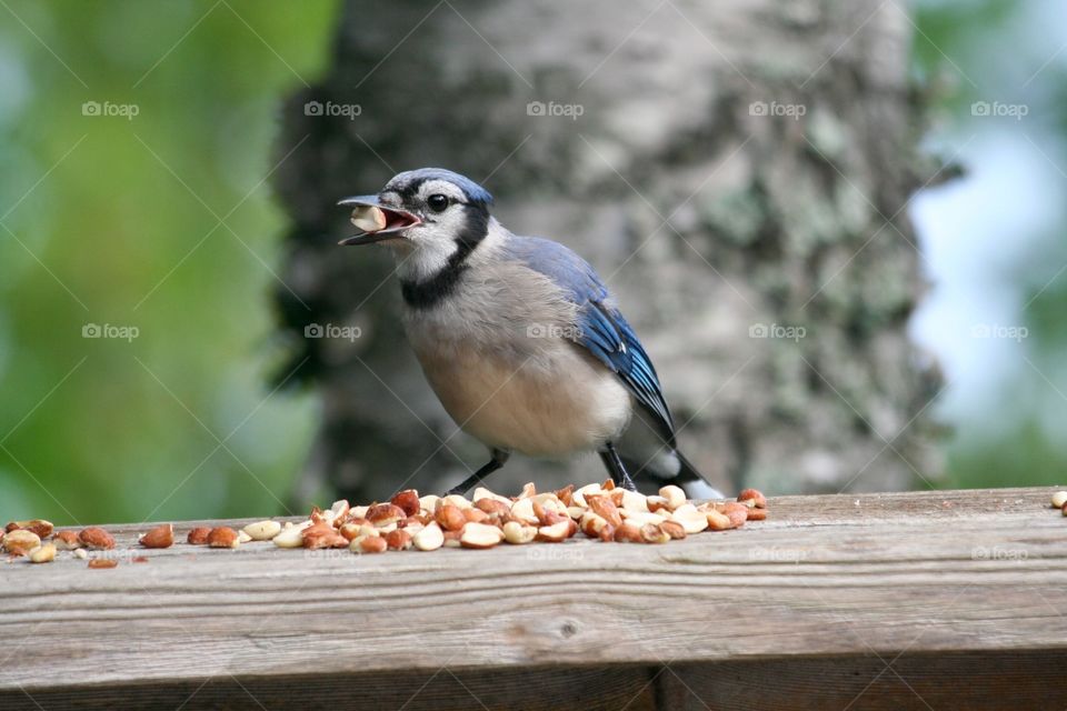 Blue Jay snack 