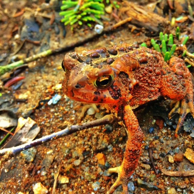 frog