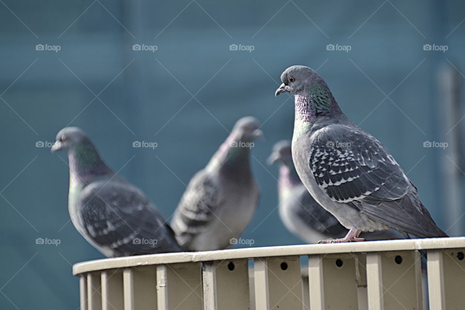 group of pigeons on the railing