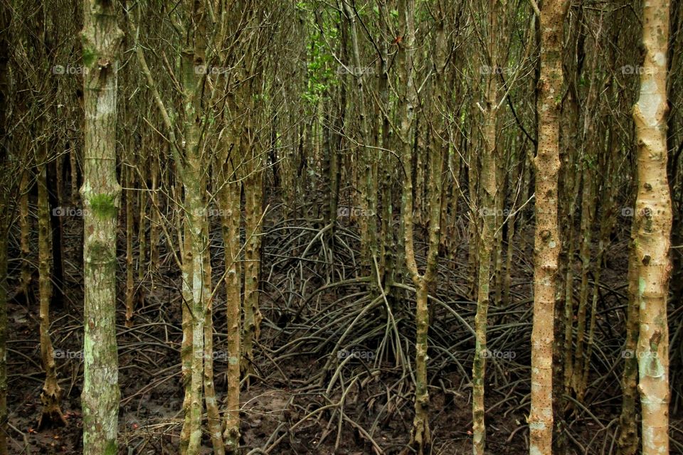 The trees in the mangrove forest next to the sea.