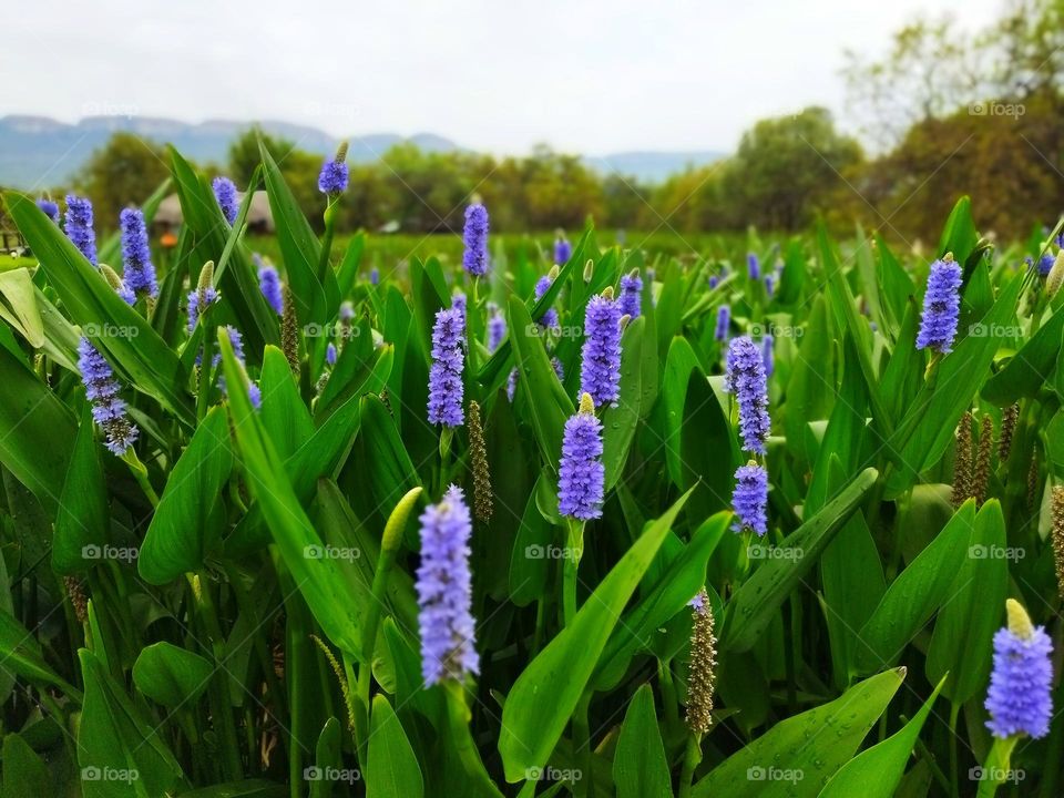 Nature - purple water plant flowers