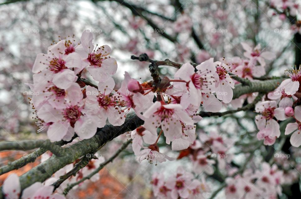 Spring Blossoms 