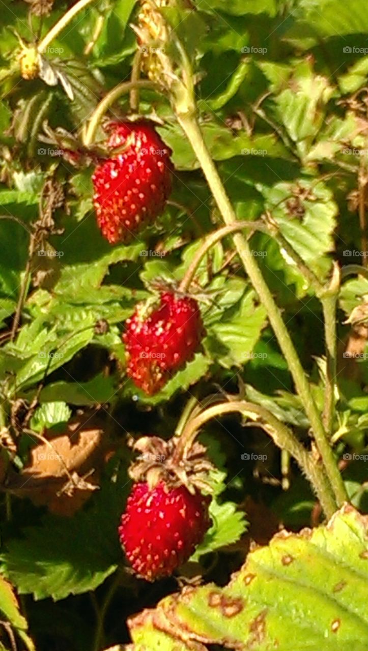 Fruit, Nature, Food, Berry, Leaf
