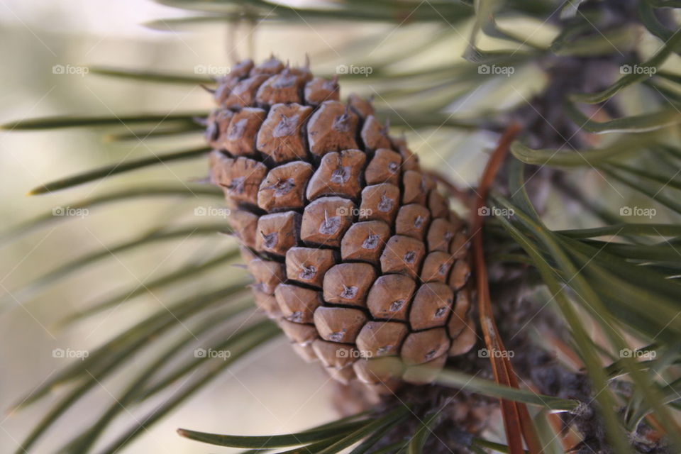 Pine Cone