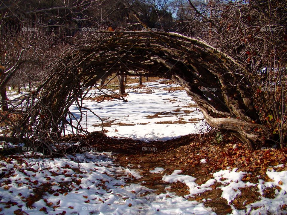 Branch arch