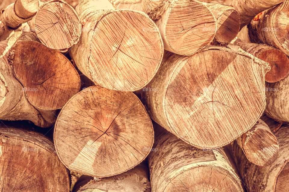 Close-up of logs