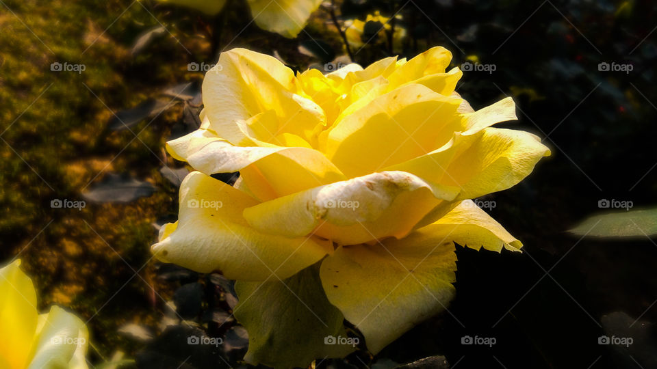 Yellow rose with beautiful natural background