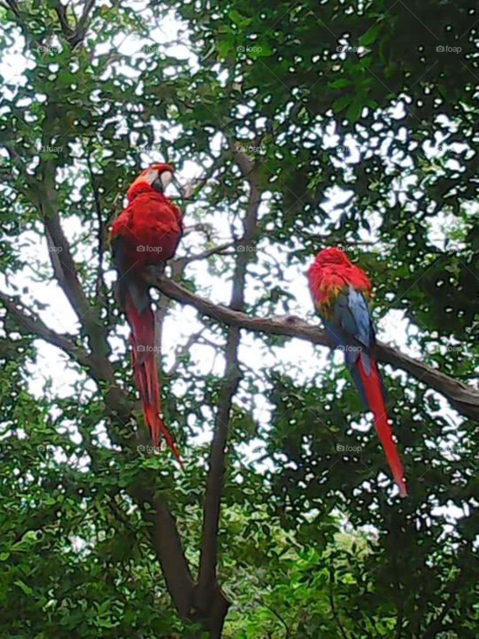Aves (Papagayo)