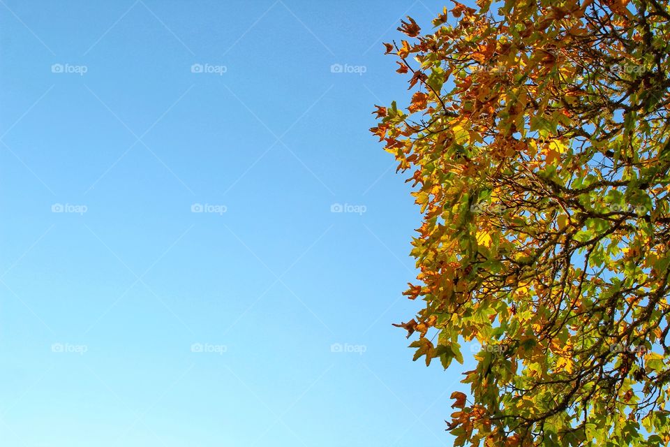 Looking straight up at the fall colored leaves which covers the right side of the image. The background is a clear bright blue sky on a sunny day.