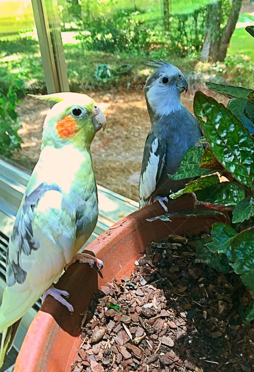 Cockatiels 