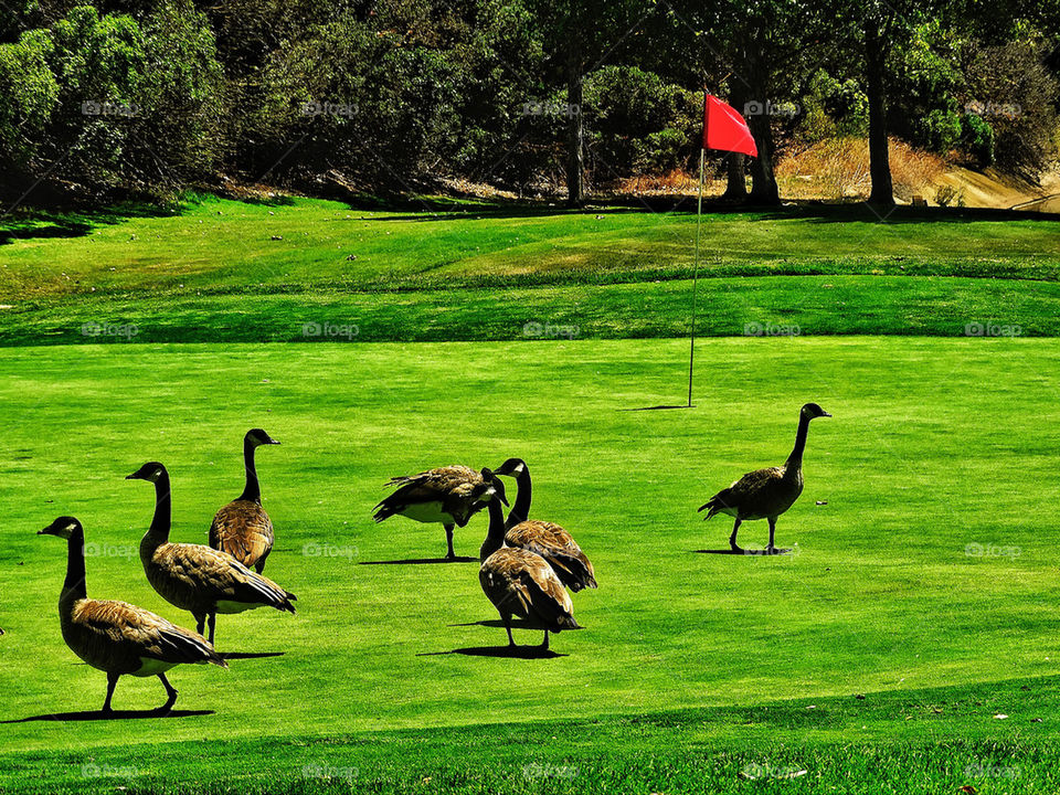 Canada geese enjoying golf on a putting green