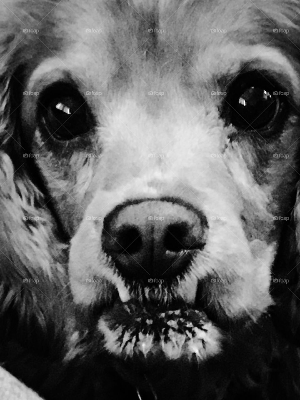 Cocker spaniel close-up with silvered filter