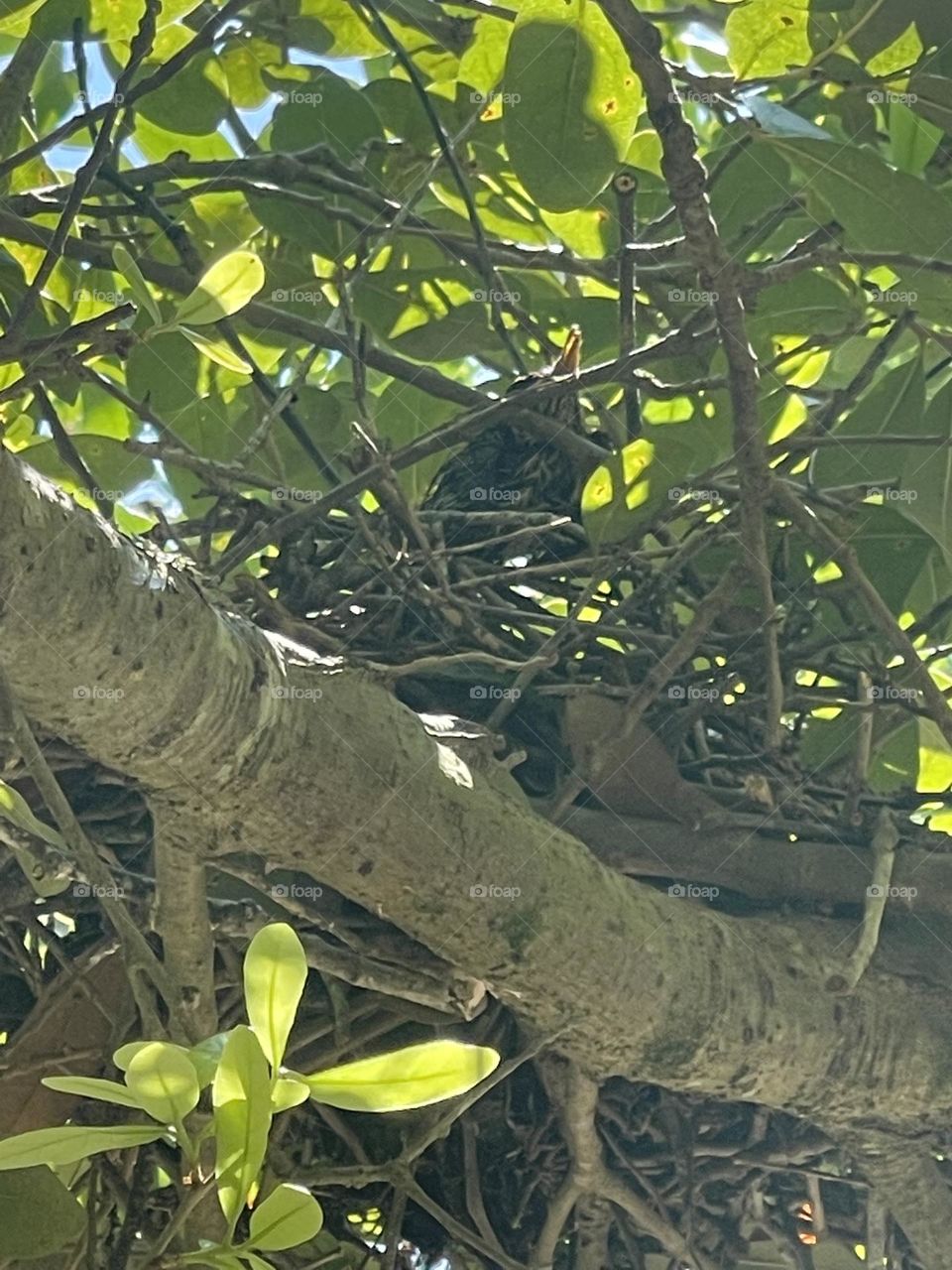 A small , delicate Bird setting in its nest in tree perhaps guarding her egg’s.  