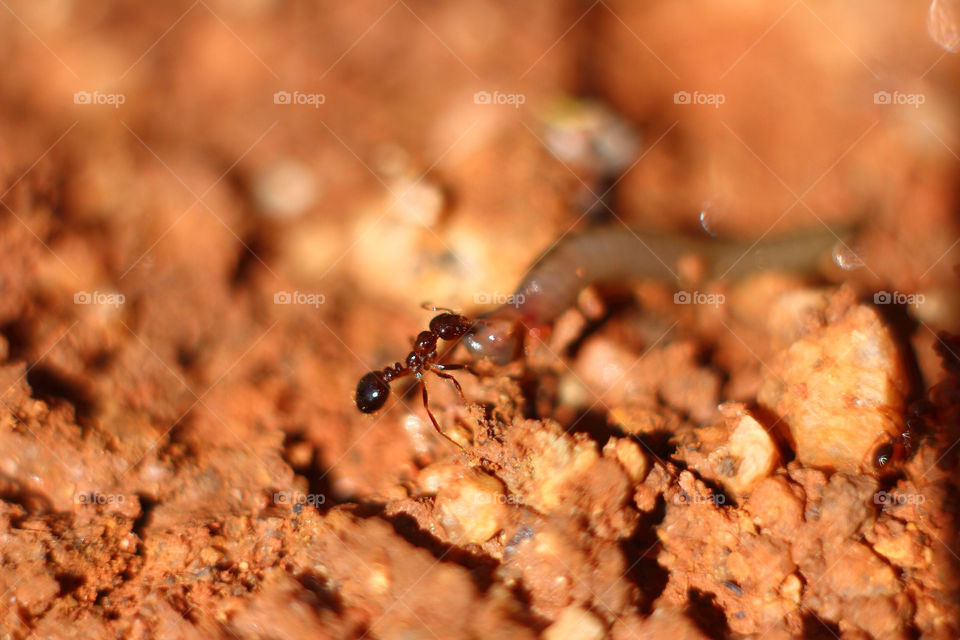 macro ant insects ants by piepernunes
