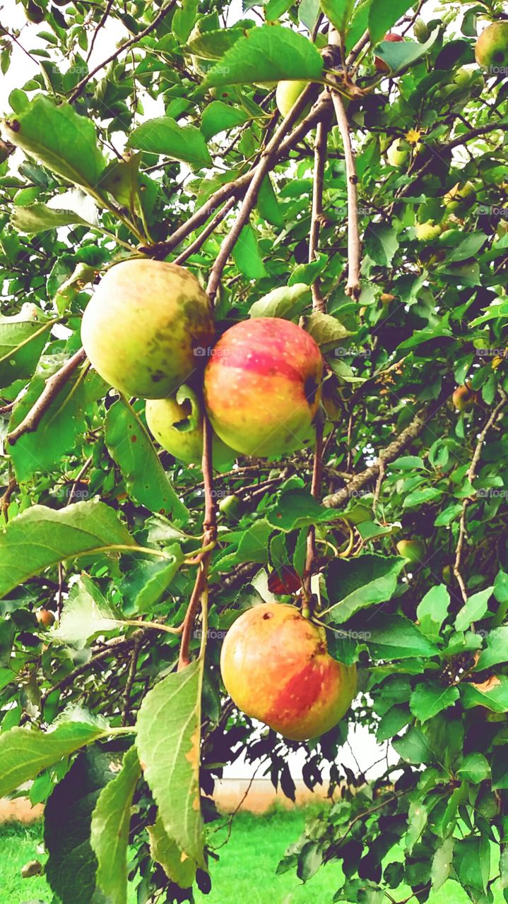 close up apples
