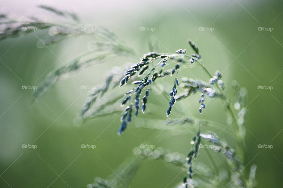 Panicles of green grass