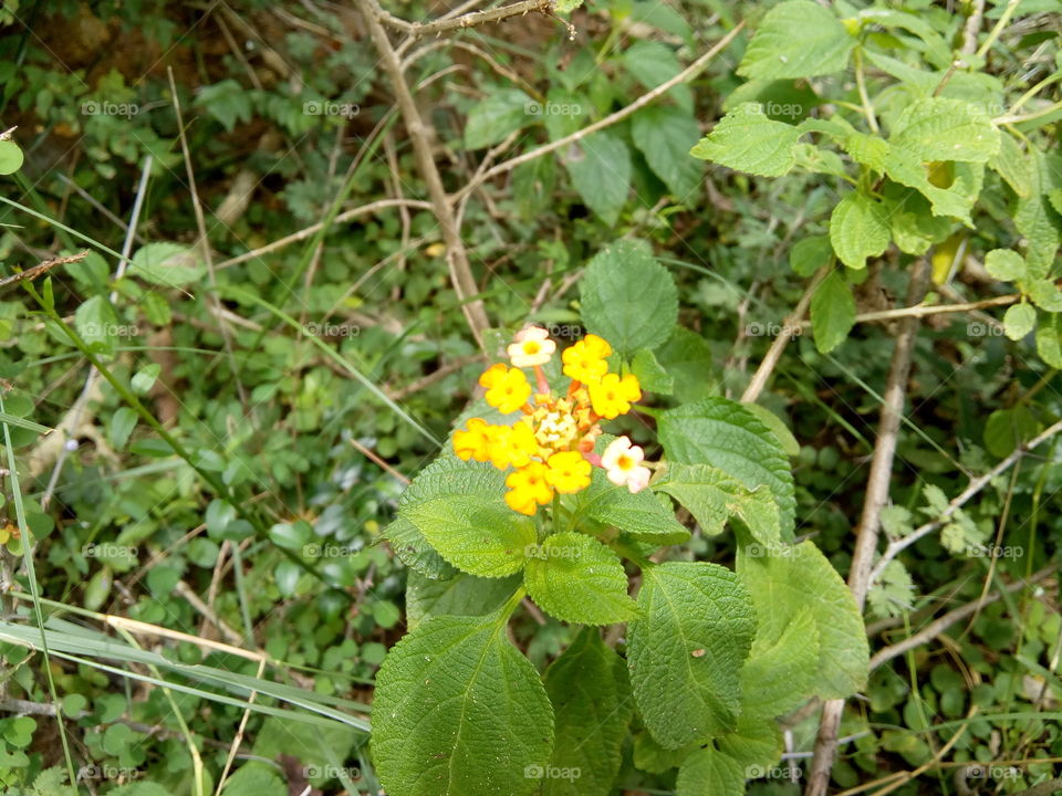 many yellow flowers in tamilnadu