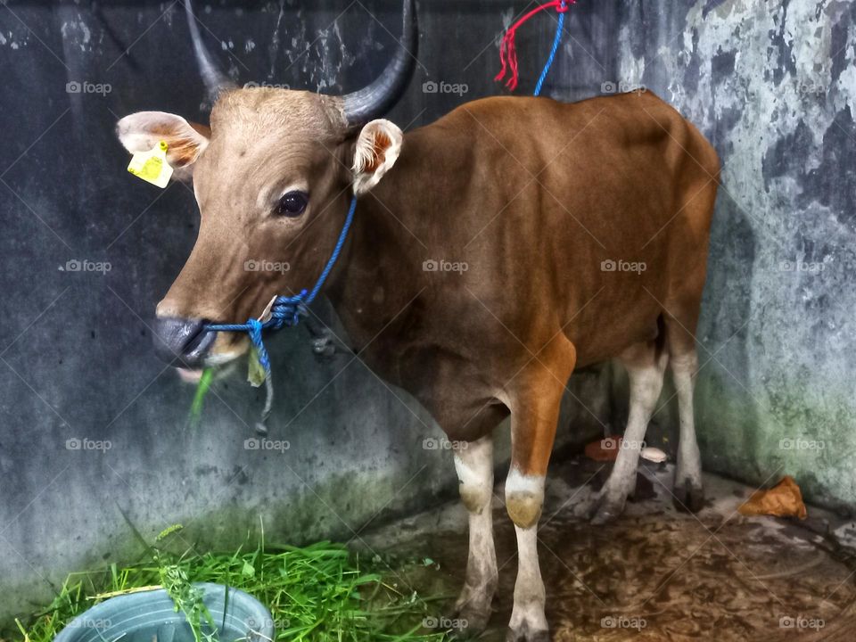 Cows are being given grass to prepare for sacrifice