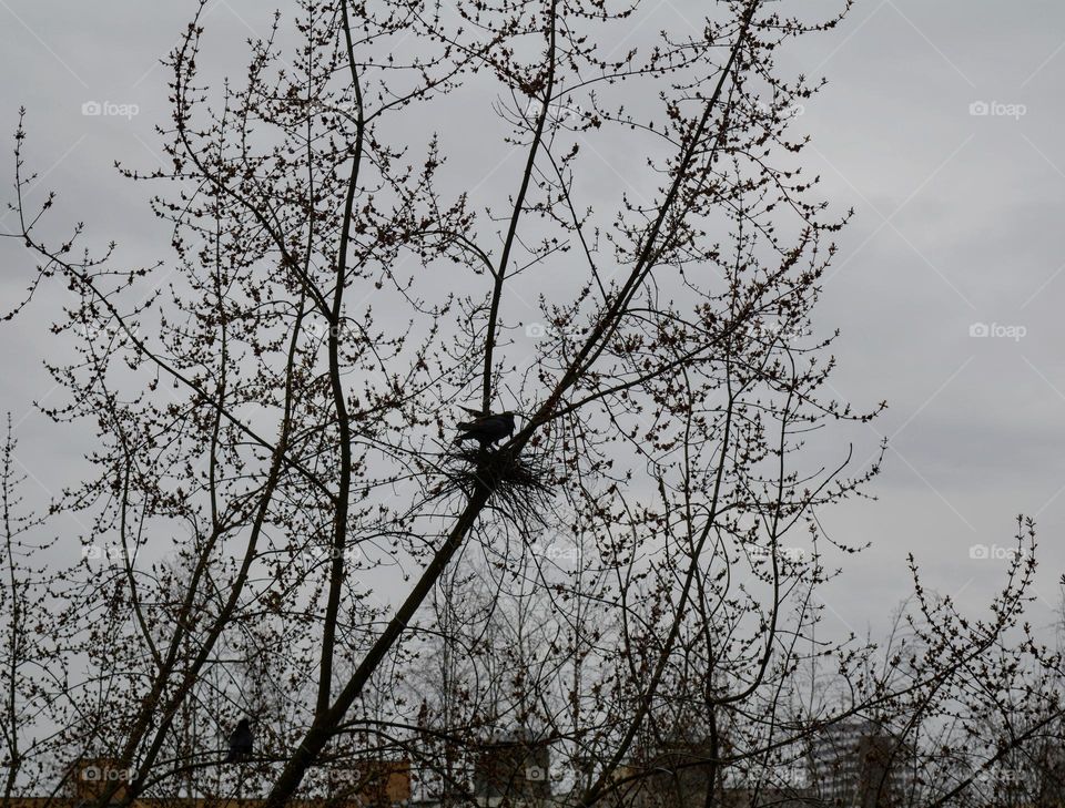 urban birds on a nest tree street view