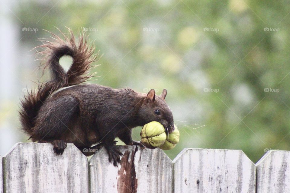 Squirrel Carrying Two Nuts