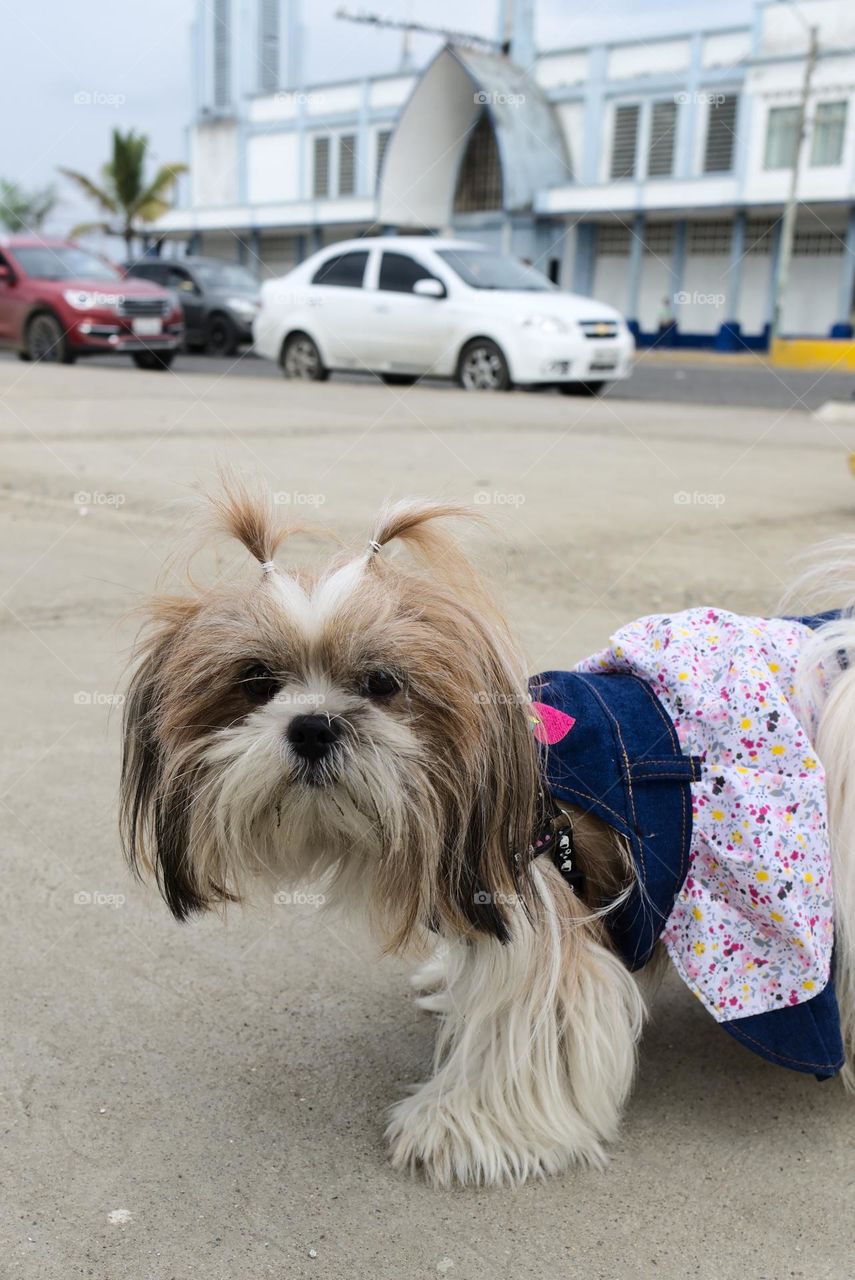 Dog breed shitzu dressed in walking clothes in the City