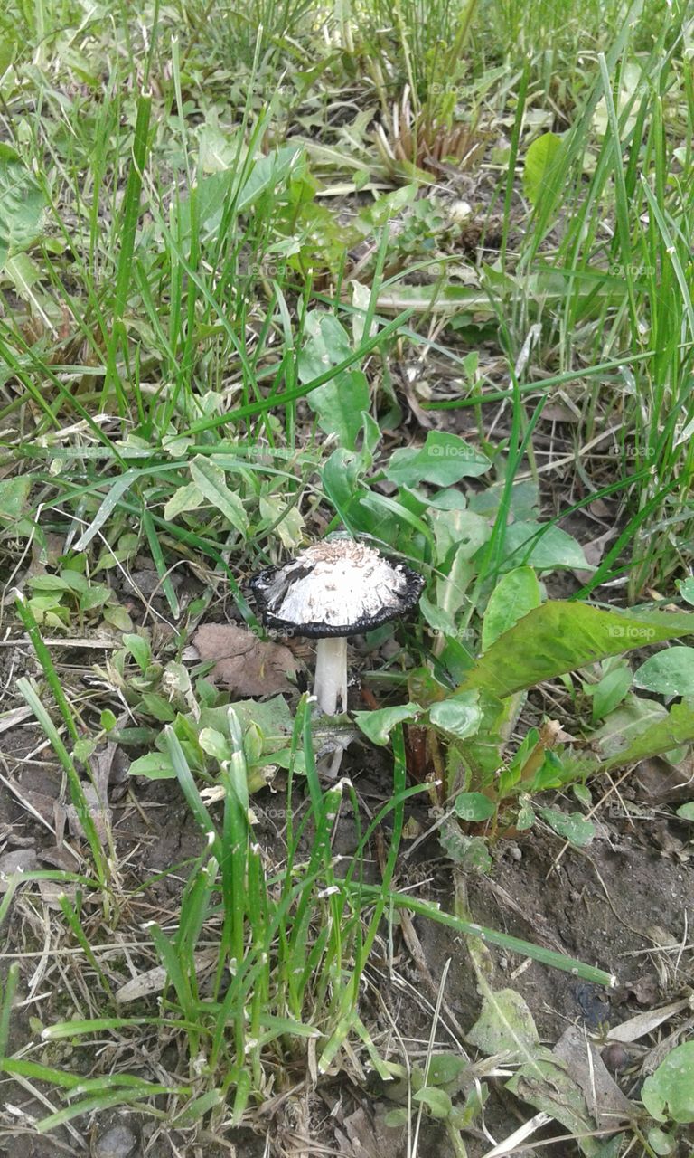 Mushroom in the grass